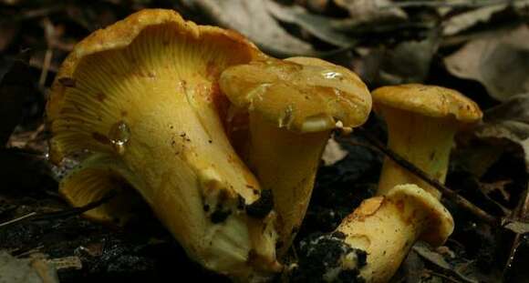 Image de Cantharellus chicagoensis Leacock, J. Riddell, Rui Zhang & G. M. Muell. 2016