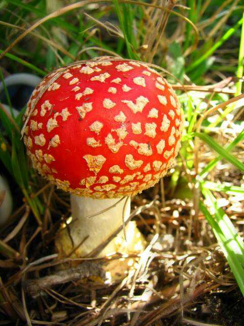 Image of Amanita persicina (Dav. T. Jenkins) Tulloss & Geml 2015