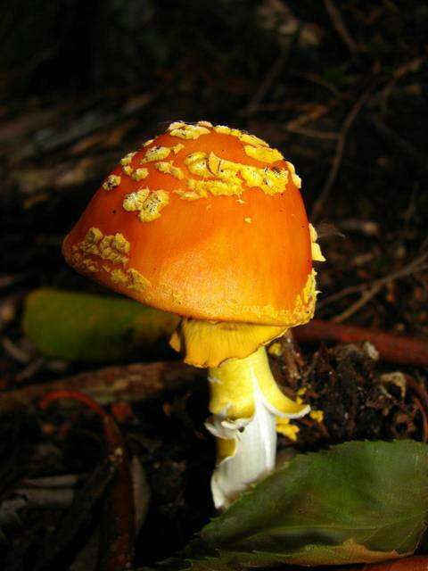 Слика од Amanita flavoconia G. F. Atk. 1902