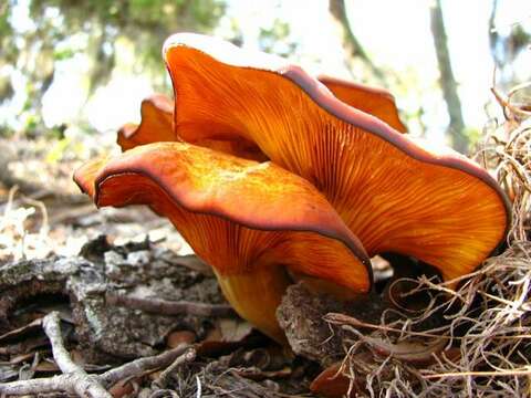 Image of Omphalotus