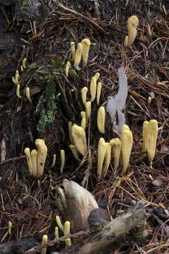 Image of Clavariadelphus sachalinensis (S. Imai) Corner 1950