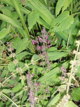 Image of hedge nettle