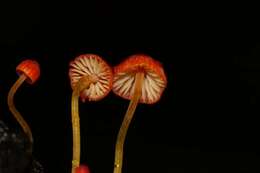 Image of Mycena acicula (Schaeff.) P. Kumm. 1871