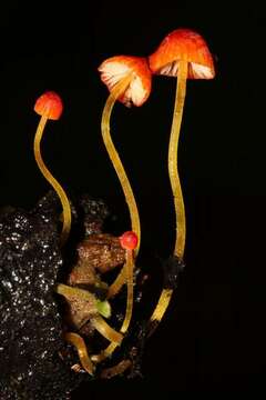 Image of Mycena acicula (Schaeff.) P. Kumm. 1871