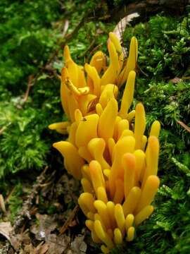 Clavulinopsis resmi