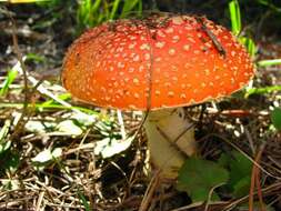 Image of Amanita persicina (Dav. T. Jenkins) Tulloss & Geml 2015