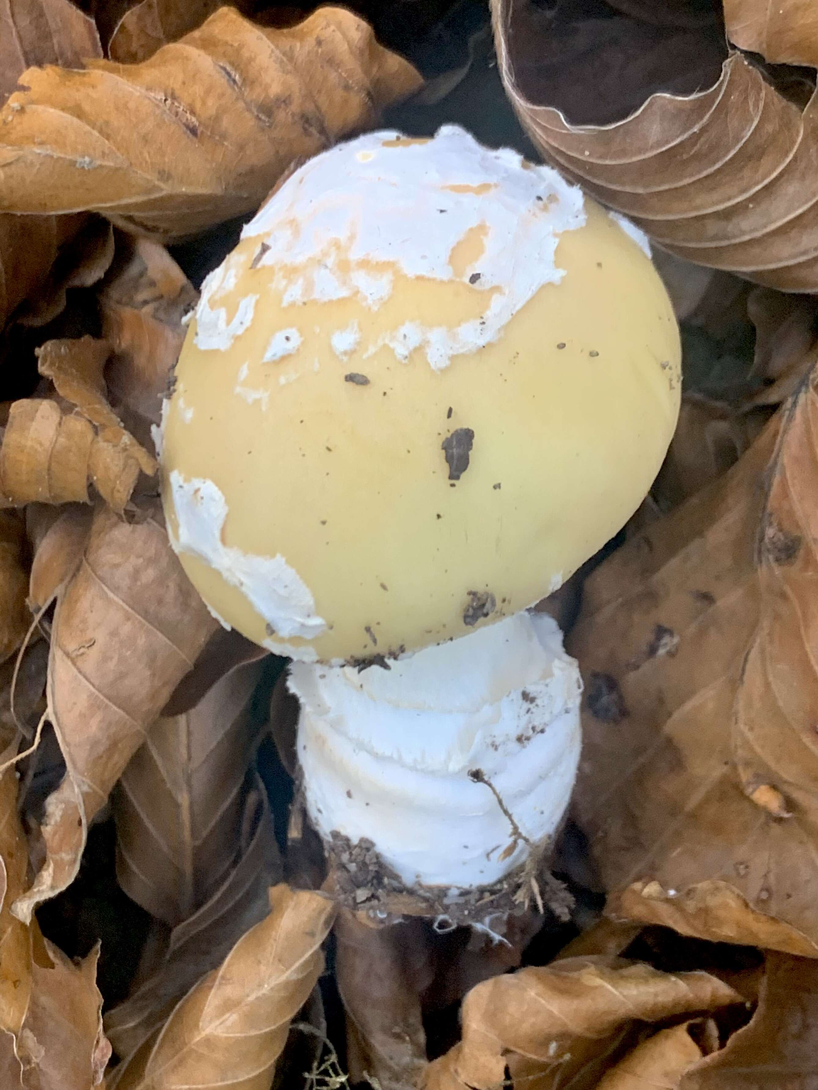 Image of gemmed Amanita