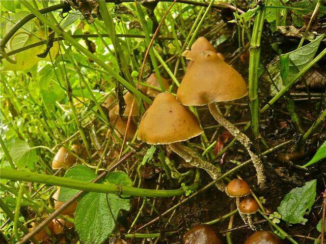 Image of Psilocybe zapotecorum R. Heim 1957