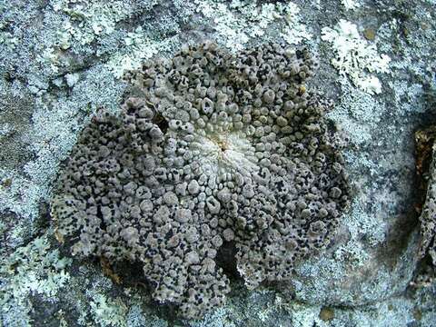 Image of Common toadskin lichen