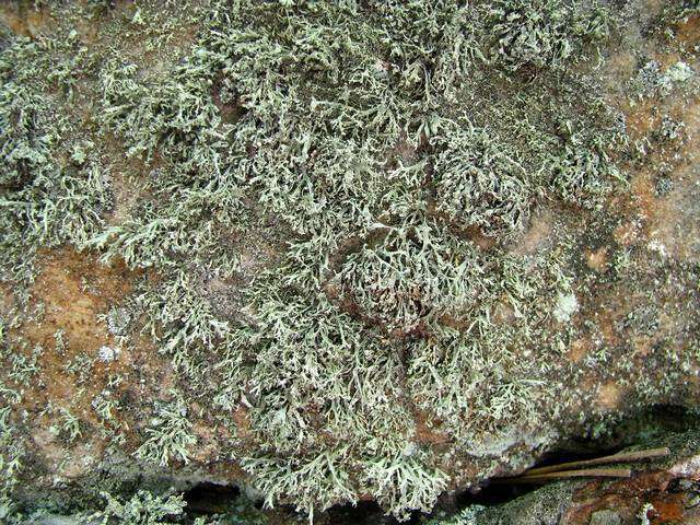 Image of intermediate cartilage lichen