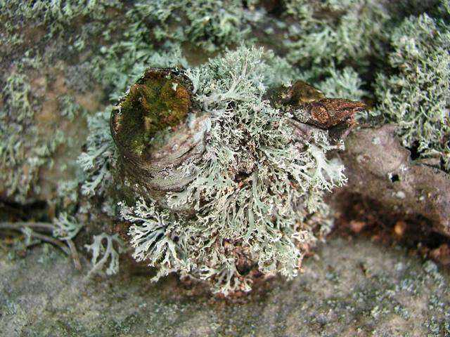 Image of intermediate cartilage lichen