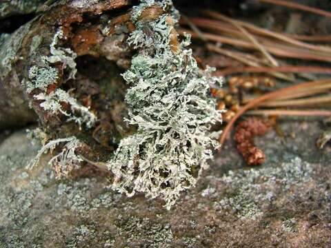 Image of intermediate cartilage lichen