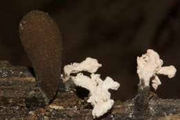 Image of Xylaria cubensis (Mont.) Fr. 1851