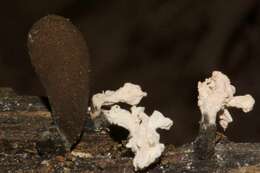 صورة Xylaria cubensis (Mont.) Fr. 1851