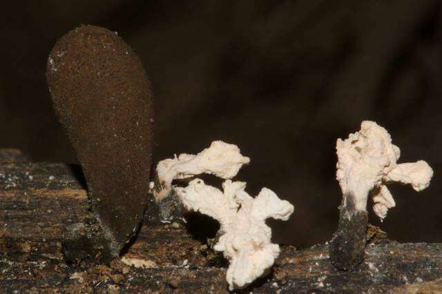 صورة Xylaria cubensis (Mont.) Fr. 1851