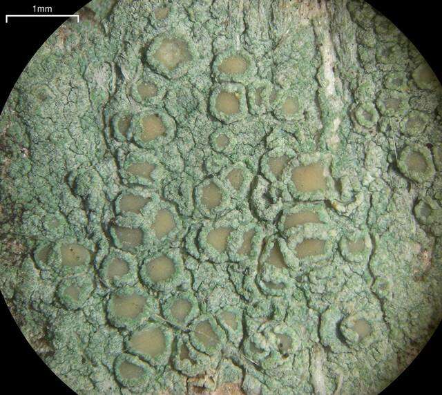 Слика од Lecanora strobilina (Spreng.) Kieff.