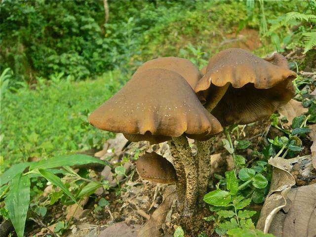 Image of Psilocybe zapotecorum R. Heim 1957