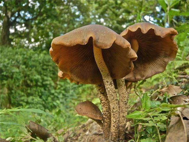 Image of Psilocybe zapotecorum R. Heim 1957