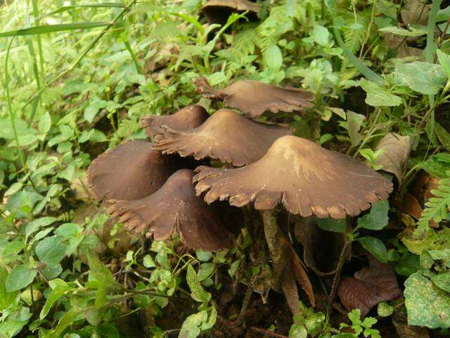 Image of Psilocybe zapotecorum R. Heim 1957