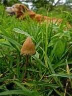 Image de Psilocybe mexicana R. Heim 1957