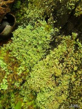 Imagem de Cladonia parasitica (Hoffm.) Hoffm.