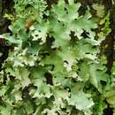 Image of Margarite parmotrema lichen