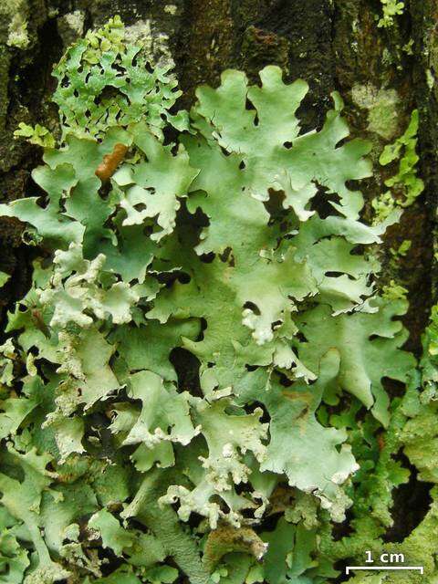 Image of Margarite parmotrema lichen