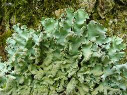 Image of Ruffle lichens