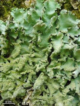 Image of Ruffle lichens