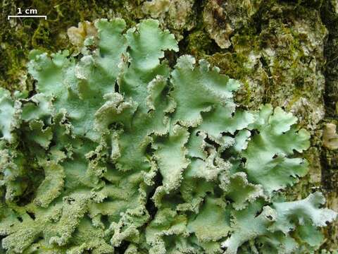 Image of Ruffle lichens