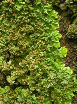 Image of lung lichen