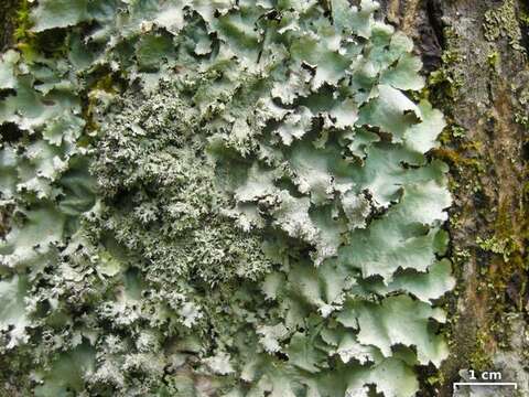 Image of Ruffle lichens