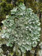 Image of Ruffle lichens