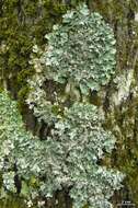 Image of Ruffle lichens