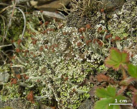 Image of cup lichen