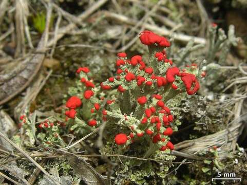 Слика од Cladonia cristatella Tuck.