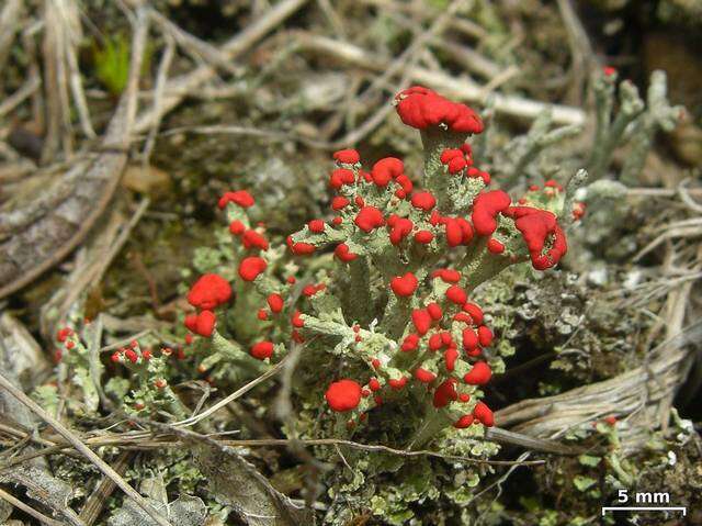 Image of cup lichen