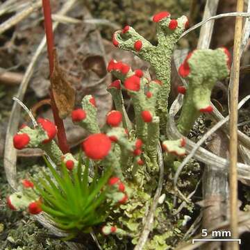 Image of cup lichen