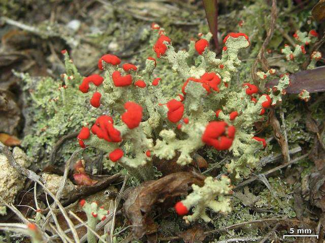 Image of cup lichen