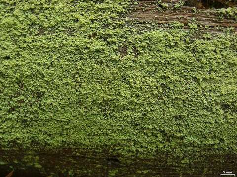 Image of parasite cup lichen