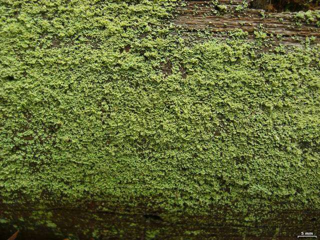 Plancia ëd Cladonia parasitica (Hoffm.) Hoffm.