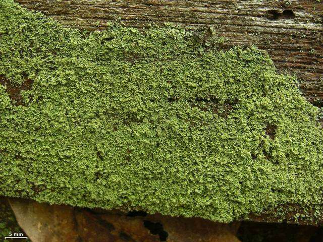 Plancia ëd Cladonia parasitica (Hoffm.) Hoffm.