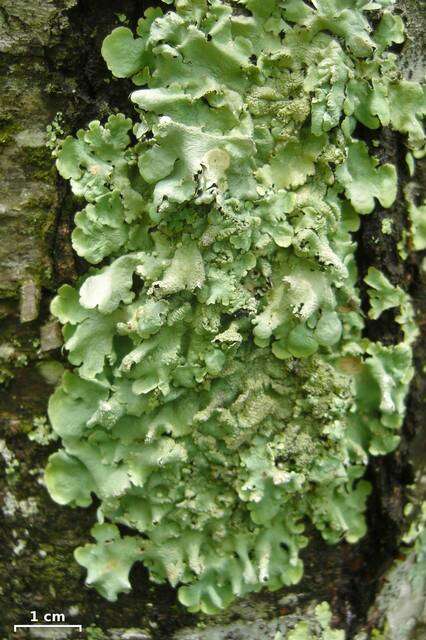 Image of flavoparmelia lichen