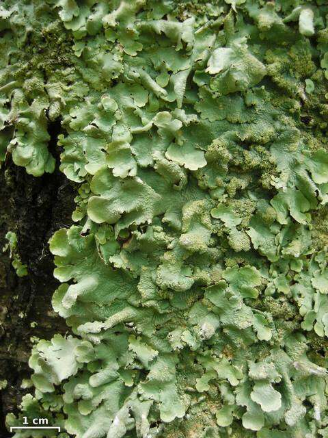 Image of flavoparmelia lichen