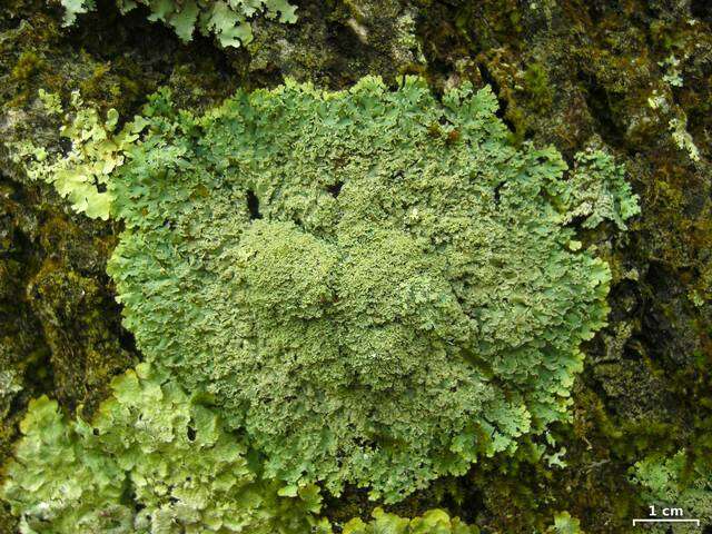 Image of shield lichen