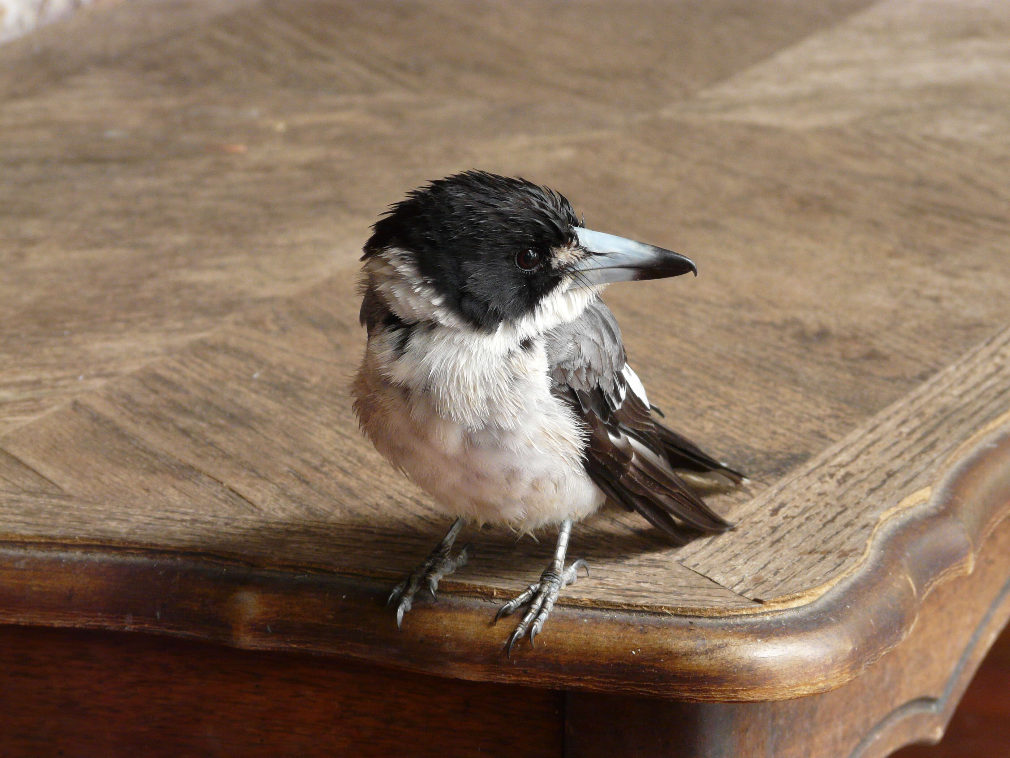 Image of Grey Butcherbird