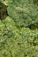 Image of shield lichen