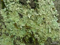 Image of rosette lichen