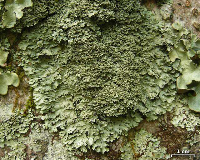 Image of shield lichen