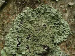 Image of shield lichen